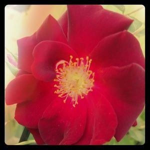 Meet your Posher, Heidi